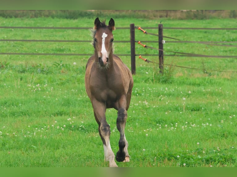 KWPN Stallion Foal (04/2025) Brown in Eursinge