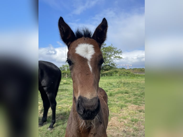 KWPN Stallion  Brown in Evergem