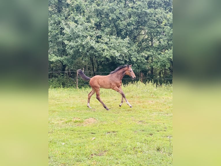 KWPN Stallion  Brown in Evergem