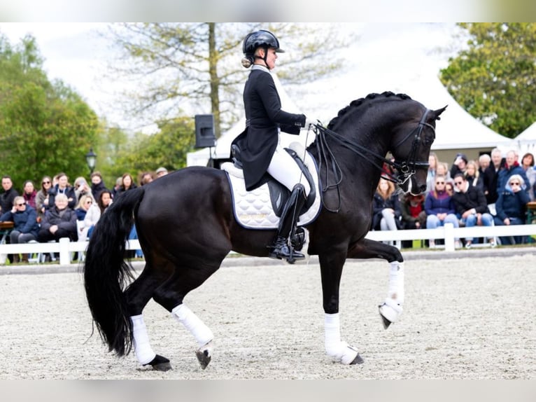 KWPN Stallion  Brown in Evergem