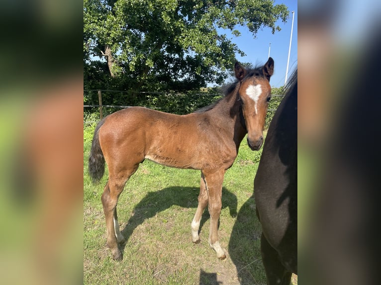 KWPN Stallion  Brown in Evergem