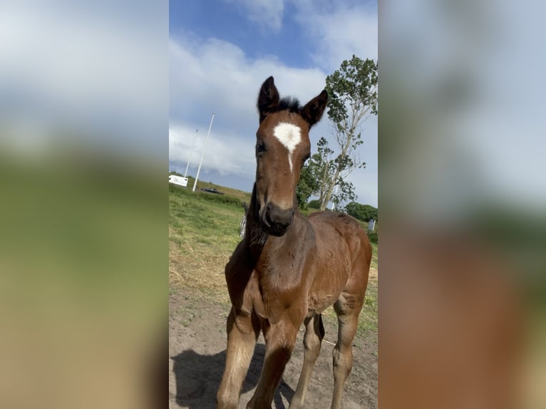 KWPN Stallion  Brown in Evergem