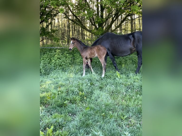KWPN Stallion  Brown in Evergem