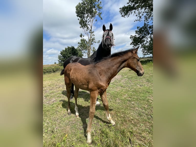 KWPN Stallion  Brown in Evergem