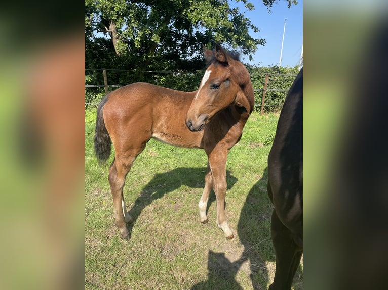 KWPN Stallion  Brown in Evergem