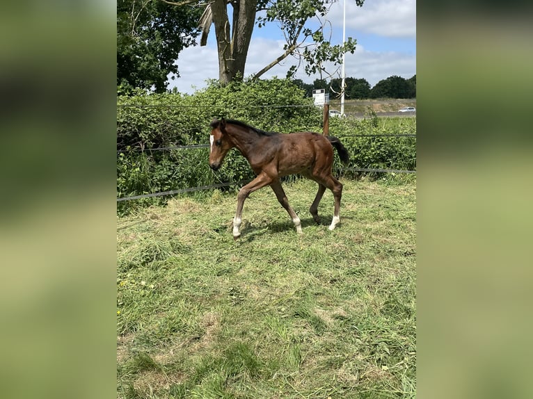 KWPN Stallion  Brown in Evergem