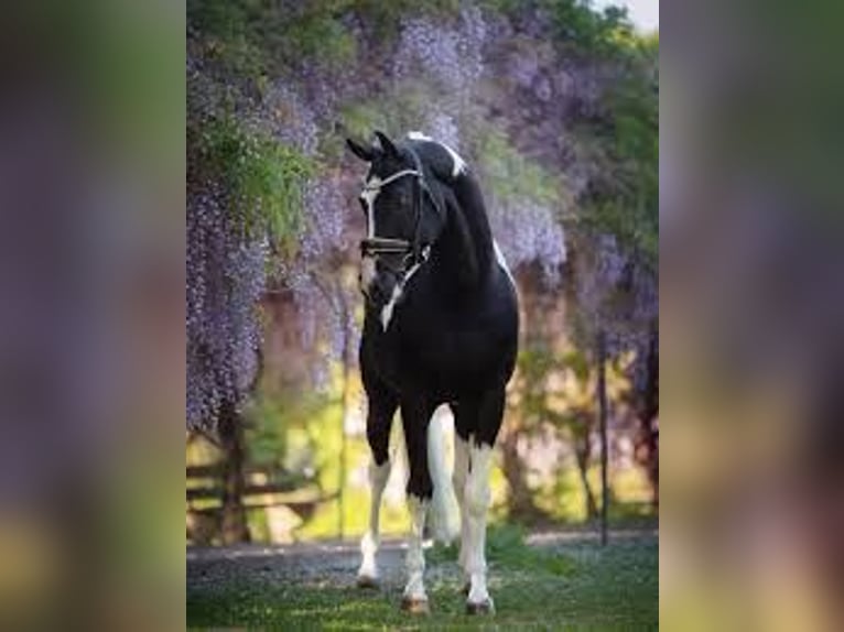 KWPN Stallion  Brown in Klazienaveen