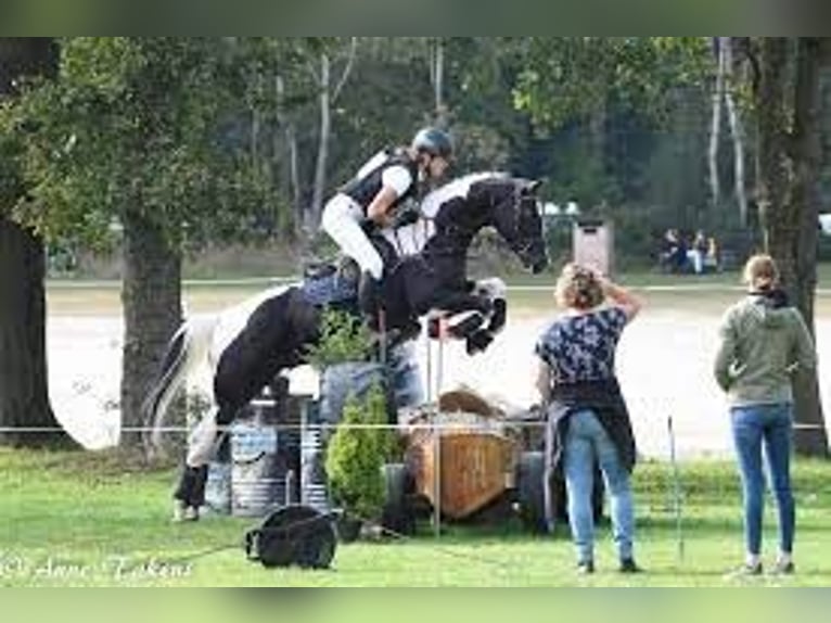 KWPN Stallion  Brown in Klazienaveen