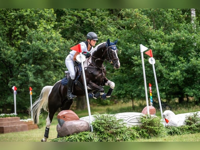KWPN Stallion  Brown in Klazienaveen