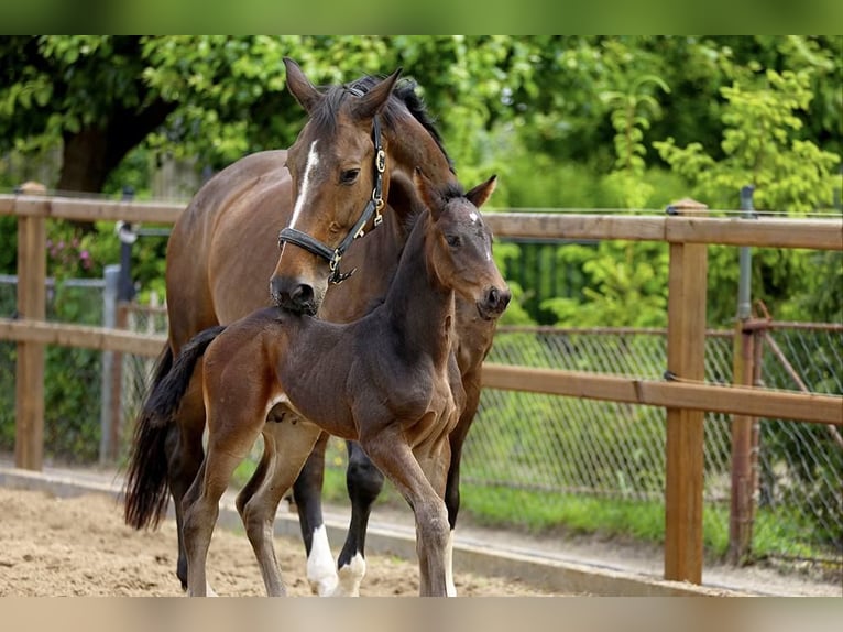 KWPN Stallion  Brown in Klazienaveen