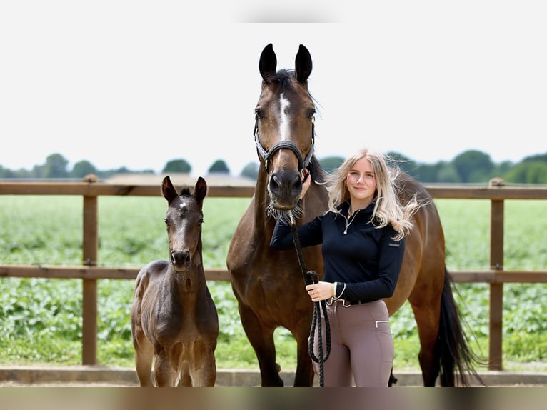 KWPN Stallion  Brown in Klazienaveen