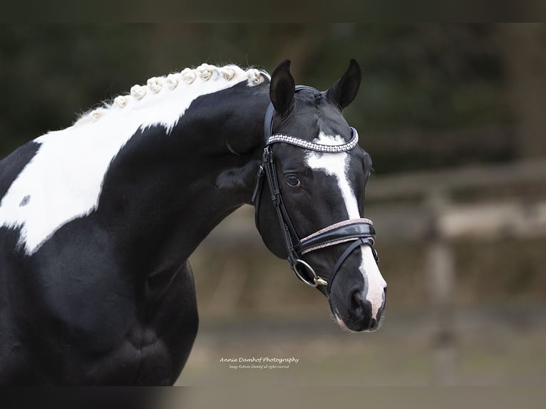 KWPN Stallion  Brown in Klazienaveen