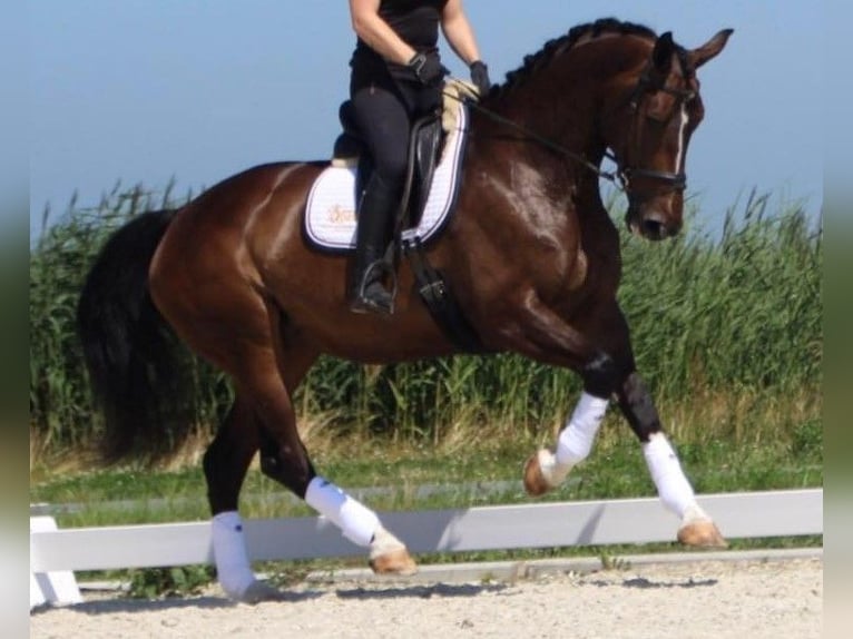 KWPN Stallion  Brown in Klazienaveen