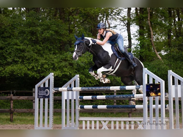 KWPN Stallion  Brown in Klazienaveen