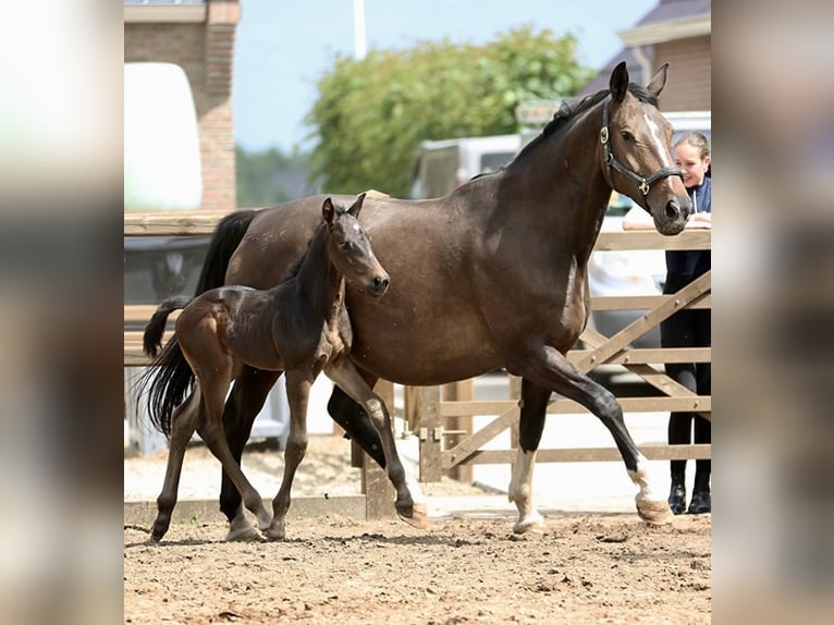 KWPN Stallion  Brown in Klazienaveen