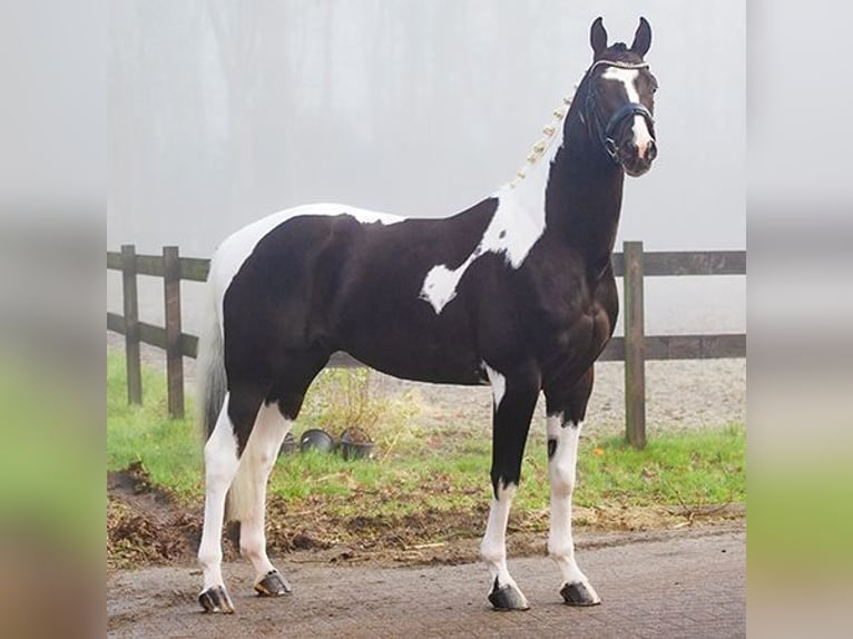 KWPN Stallion  Brown in Klazienaveen