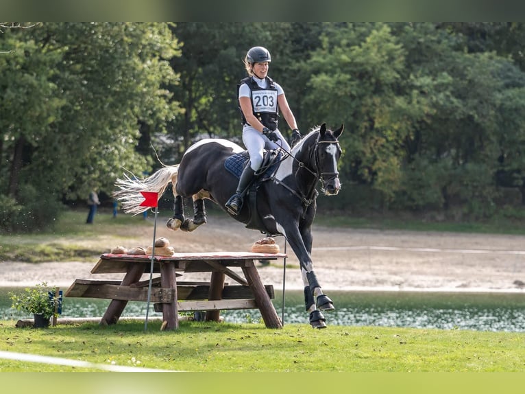 KWPN Stallion  Brown in Klazienaveen