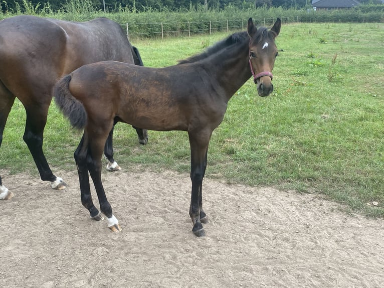 KWPN Stallion Foal (05/2025) Brown in Kleve