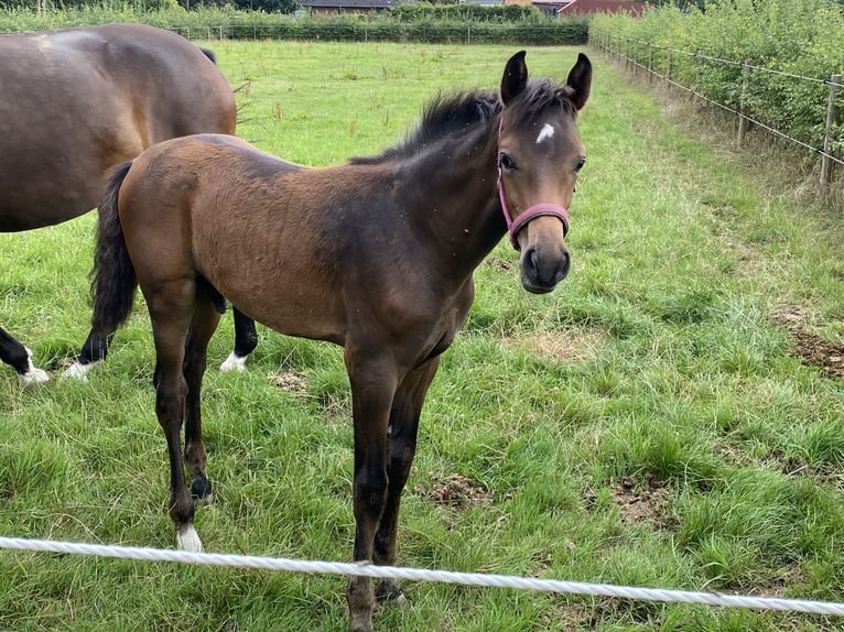 KWPN Stallion Foal (05/2025) Brown in Kleve