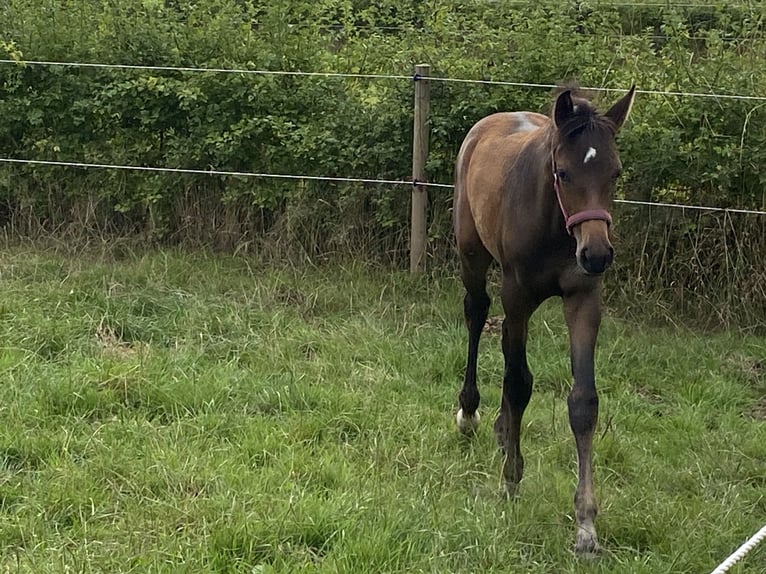 KWPN Stallion Foal (05/2025) Brown in Kleve