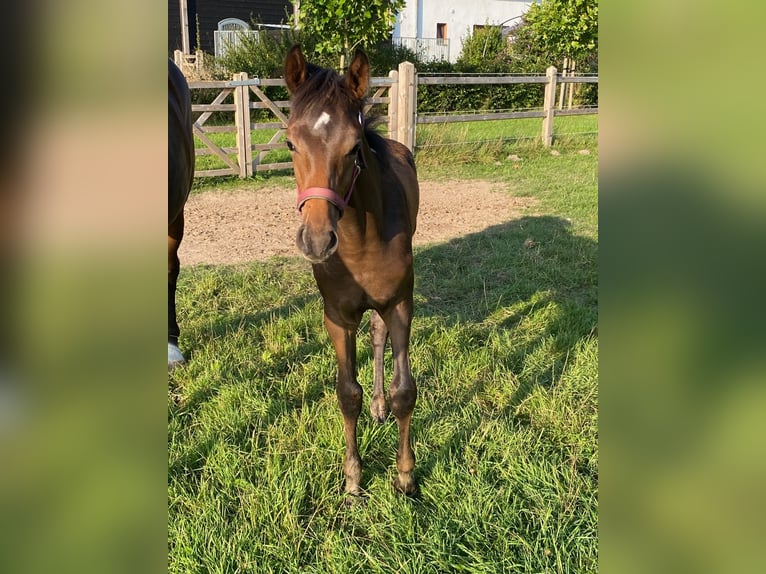 KWPN Stallion Foal (05/2025) Brown in Kleve