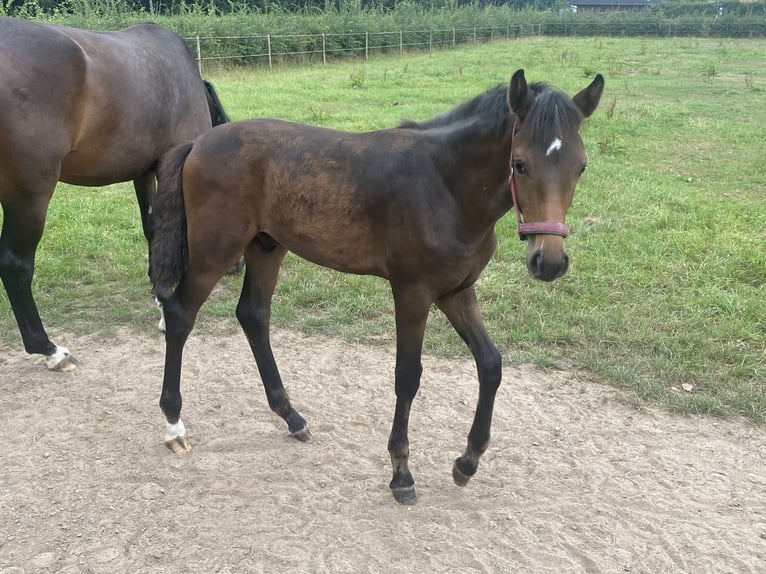 KWPN Stallion Foal (05/2025) Brown in Kleve