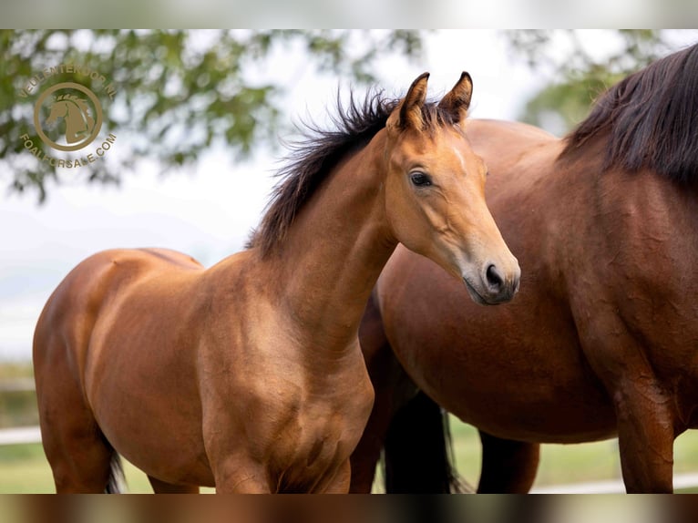 KWPN Stallion Foal (03/2024) Brown in Kortgene