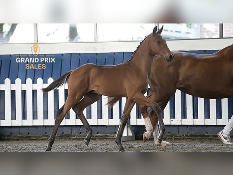 KWPN Stallion Foal (04/2025) Brown in Laren