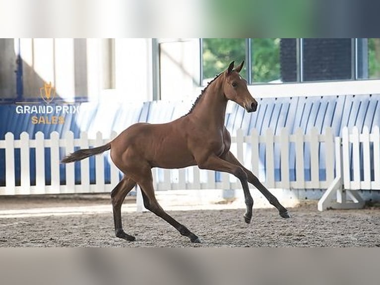 KWPN Stallion Foal (04/2025) Brown in Laren