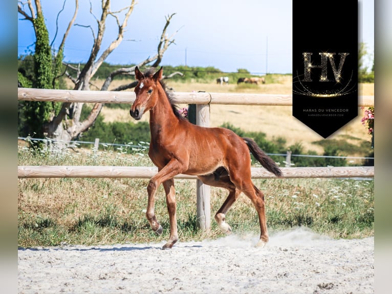 KWPN Stallion Foal (01/2025) Brown in Marly-sous-Issy