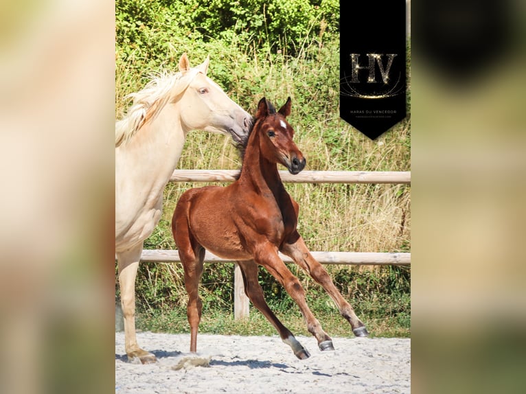 KWPN Stallion Foal (01/2025) Brown in Marly-sous-Issy