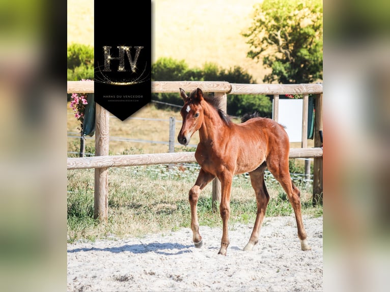 KWPN Stallion Foal (01/2025) Brown in Marly-sous-Issy