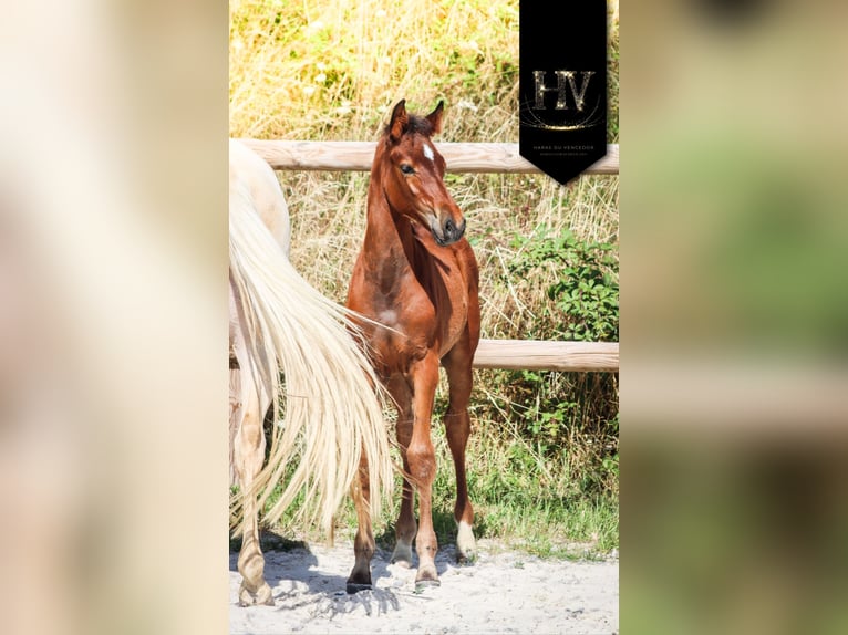 KWPN Stallion Foal (01/2025) Brown in Marly-sous-Issy