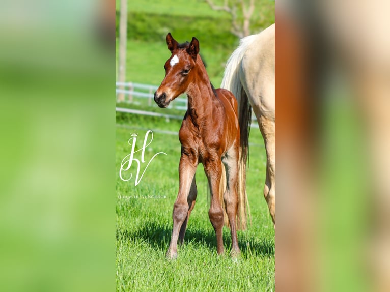 KWPN Stallion  Brown in Marly-sous-Issy