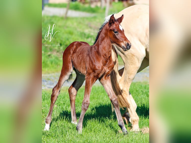 KWPN Stallion  Brown in Marly-sous-Issy