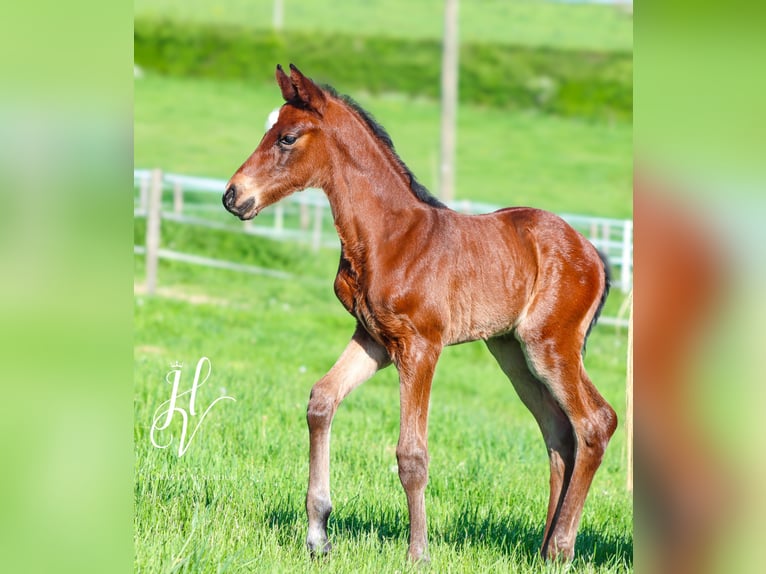 KWPN Stallion  Brown in Marly-sous-Issy