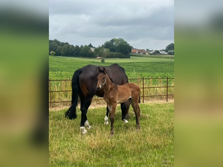 KWPN Stallion Foal (06/2025) Brown in Reningelst