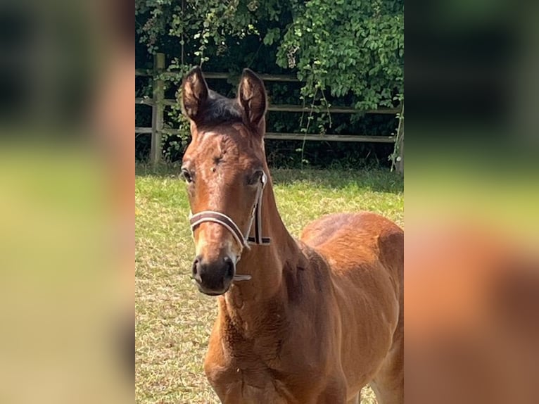 KWPN Stallion Foal (06/2025) Brown in Reningelst