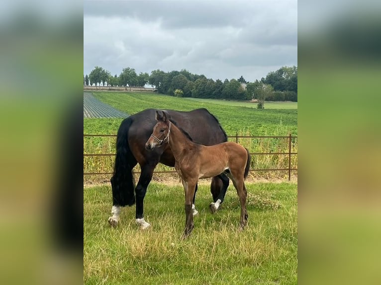 KWPN Stallion Foal (06/2025) Brown in Reningelst