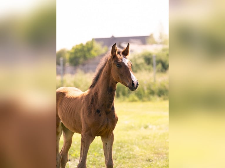 KWPN Stallion  Brown in Rijkevorsel