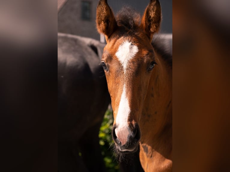 KWPN Stallion  Brown in Rijkevorsel