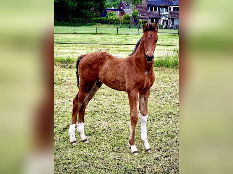 KWPN Stallion  Brown in Rijssen
