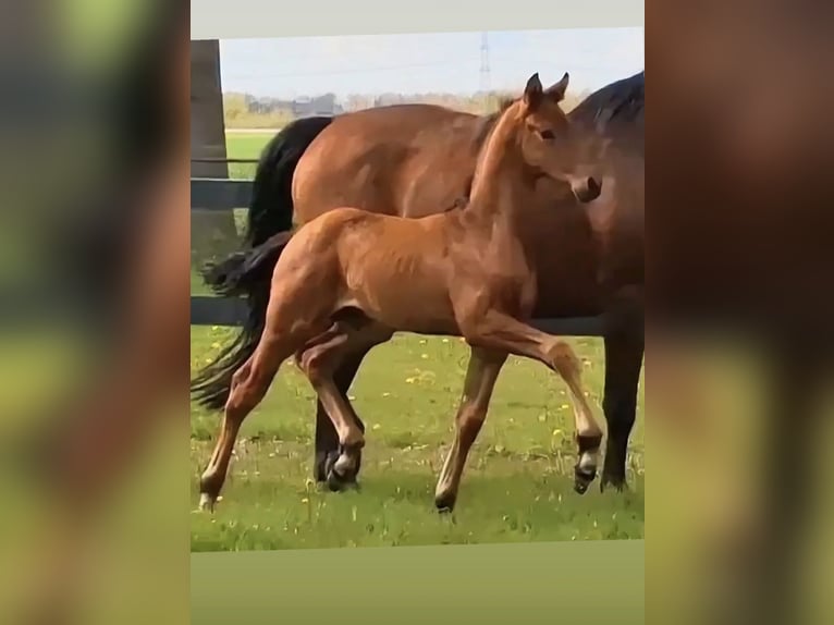 KWPN Stallion Foal (03/2026) Brown in Roswinkel