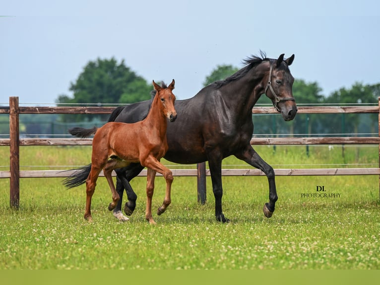 KWPN Stallion Foal (04/2025) Brown in Sevenum
