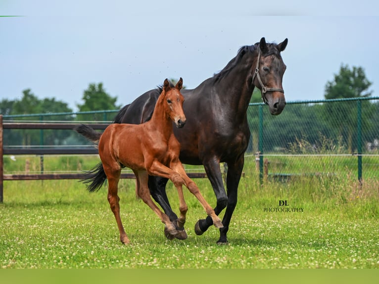 KWPN Stallion Foal (04/2025) Brown in Sevenum