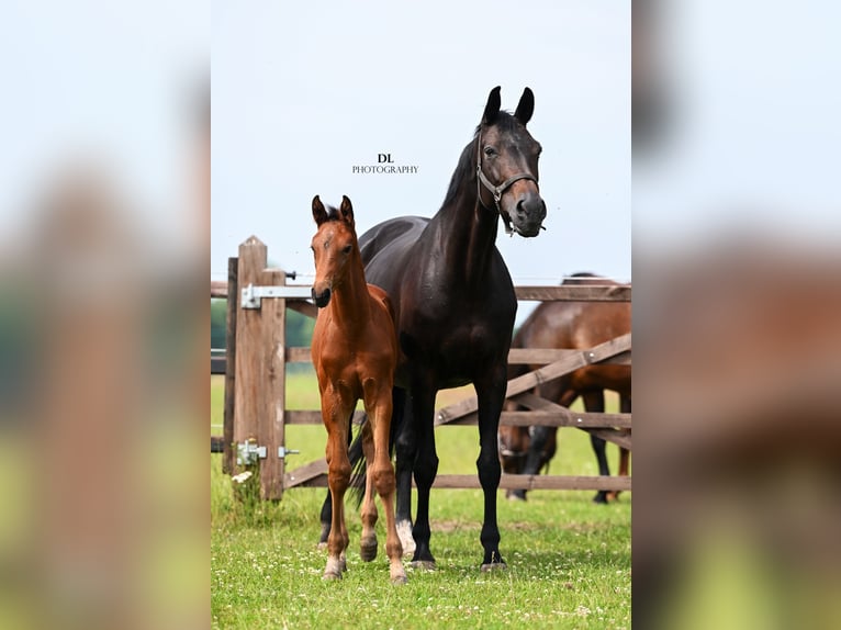KWPN Stallion Foal (04/2025) Brown in Sevenum