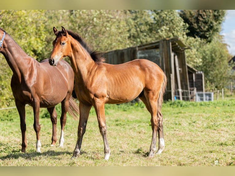 KWPN Stallion Foal (05/2024) Brown-Light in Tytsjerk