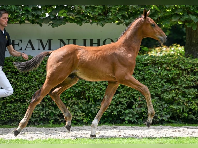 KWPN Stallion Foal (05/2025) Brown in Zweeloo
