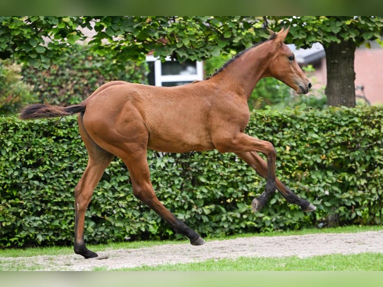 KWPN Stallion Foal (04/2025) Brown in Geesteren