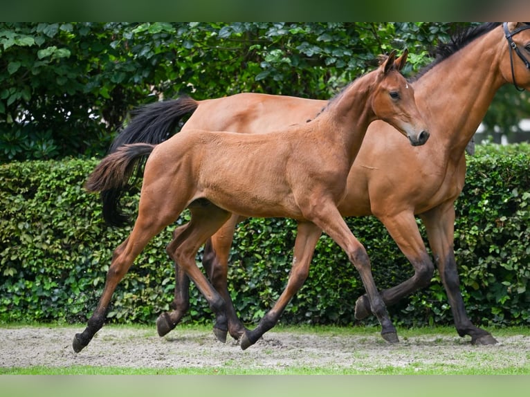 KWPN Stallion Foal (04/2025) Brown in Geesteren